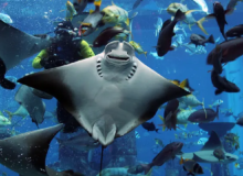با خرید بلیط آکواریوم دبی مال، از تماشای دنیای زیر آب لذت ببرید