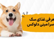 8 اتفاقی که بعد از خوردن غذای جوسرا مینی دلوکس برای سگم افتاد!
