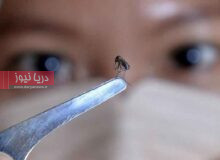 46 مبتلا به تب دنگی در هرمزگان هشدار برای جنوب کشور