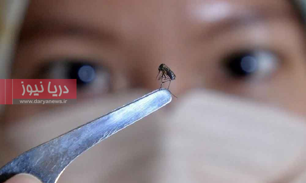 46 مبتلا به تب دنگی در هرمزگان هشدار برای جنوب کشور