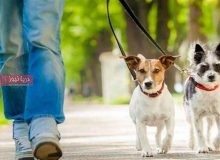 سـگ‌گـردانی در سایه ممنوعیت