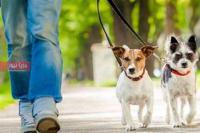 سـگ‌گـردانی در سایه ممنوعیت