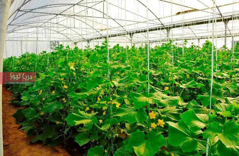 اشتغال زایی در بخش گلخانهای هرمزگان؛ پایانی بر چالشهای بیکاری جنوب