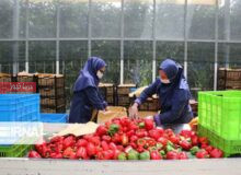 زنجیره‌ای که پول‌ساز شد