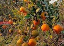موج احیا در سیاهو  تلاش برای بازگشت شکوهِ سبز هرمزگان