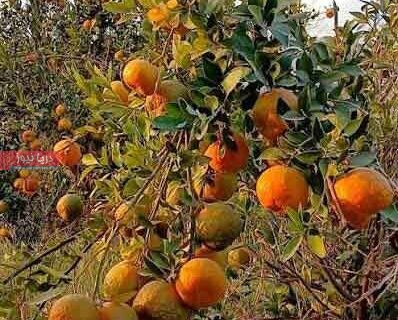 موج احیا در سیاهو  تلاش برای بازگشت شکوهِ سبز هرمزگان