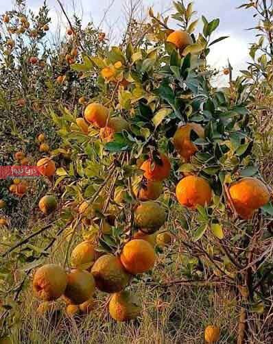 موج احیا در سیاهو  تلاش برای بازگشت شکوهِ سبز هرمزگان