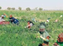 گذر از بحران به پایداری  زره جدید کشاورزی در هرمزگان