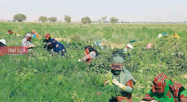 گذر از بحران به پایداری  زره جدید کشاورزی در هرمزگان