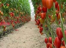 گلخانه‌ای که در روزهای جنگ هم نفس کشید