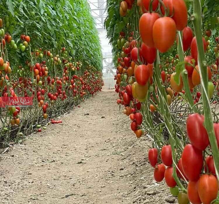 گلخانه‌ای که در روزهای جنگ هم نفس کشید